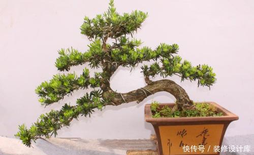 摆错■养花有门道,卧室客厅有差异,摆对了能旺人,很多人都摆错了