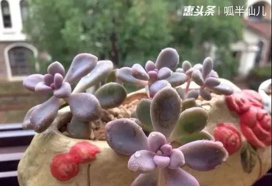 『白菜』多肉断水12天,绿白菜秒变红舞娘,想要上色就得...