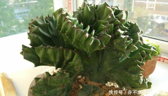长寿花■家里有院子,养4种花,耐旱耐晒,1年变成“大观园”,年年开花