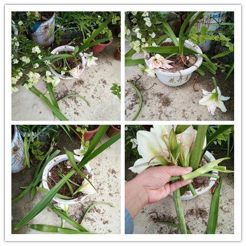 『观赏价值』中国产的世界名花，花形艳丽不逊牡丹，花期达半年，观赏价值极高