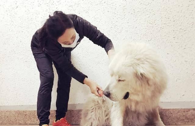  狗狗身上@狗狗一时脱毛一时爽，一直脱毛可能是病！这些原因或使狗子变秃