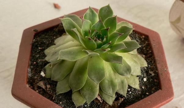  「喜欢」你也喜欢像盛开莲花的植株吗？很好养活，一片叶子种入土中就可活