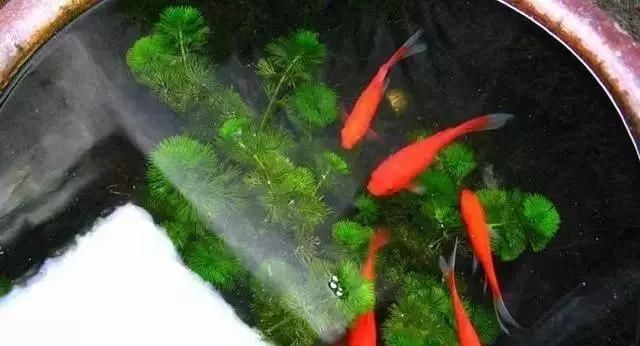  庭院：乡村的庭院，大家为什么这么喜欢