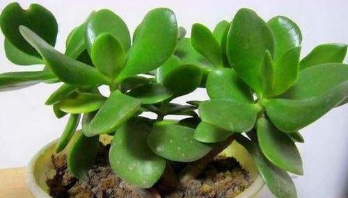 摆放■哪些植物适合摆放在客厅首选3款高颜值多肉,可镇宅招财