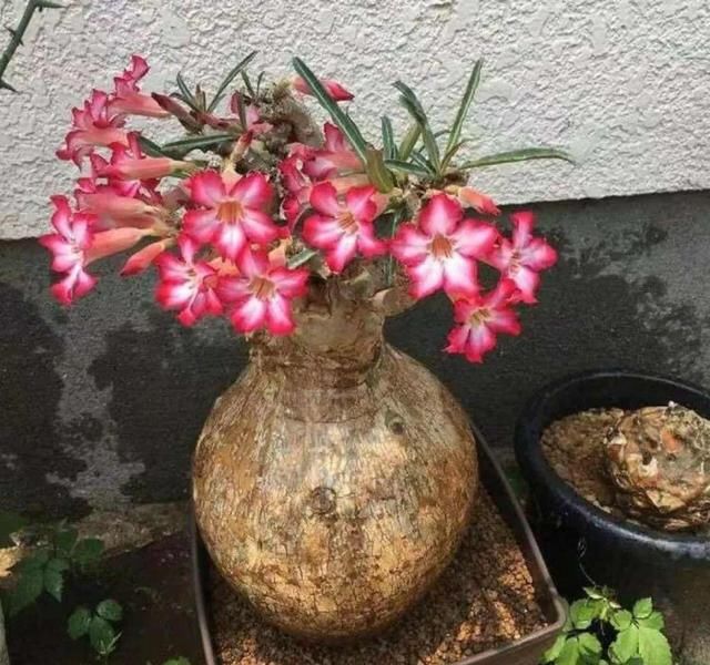  「烂根」天热了，8种花不能乱浇水，小心浇完就死