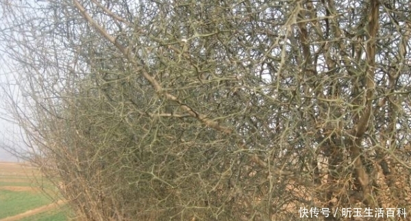  「防贼」农村一种快消失的树，农民用它来防贼，结的果像橘子却