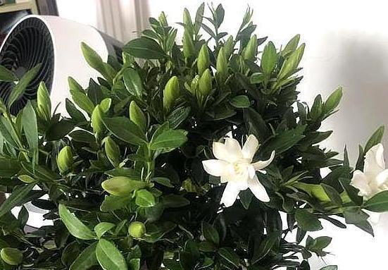 栀子花|北方盆栽栀子花,喜欢盲花、哑花?注意2点,6月砰砰开花