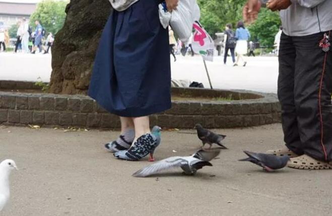 一群鸽子环绕妹子不让她走,仔细看她脚上的鞋子,大爷都不淡定了