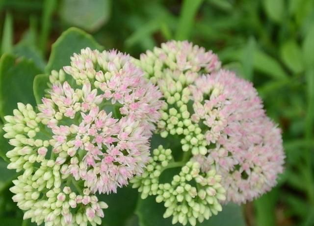  虎皮兰：这3种花“高手”才敢养，养开花才厉害，福气满满花枝高挑