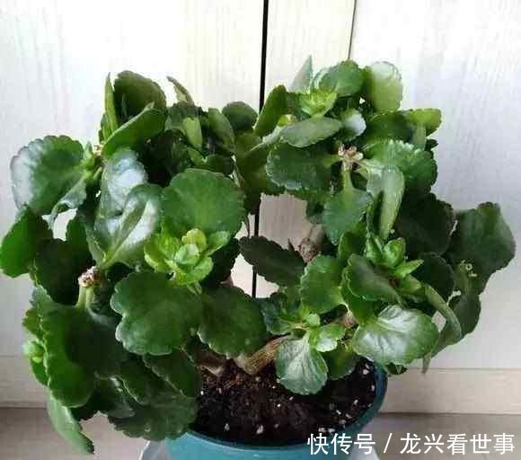 药水■长寿花开败了,轻剪开花,重剪长芽,兑点药水,一年多开几茬花