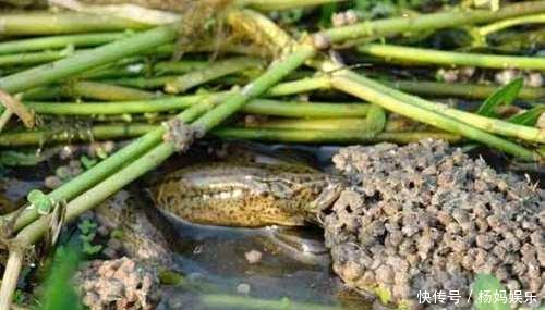 为什么国外这些生物会泛滥成灾, 在中国会濒临灭绝