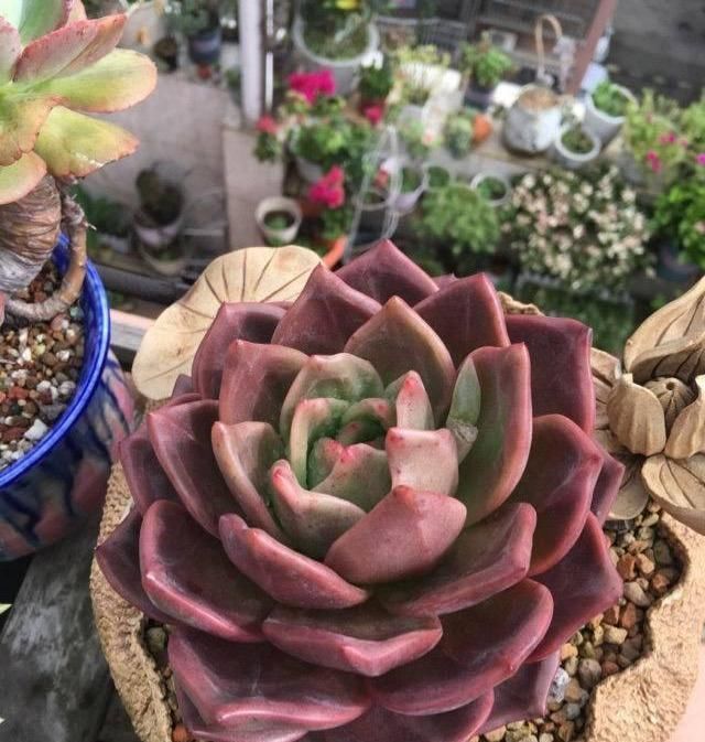  边缘少量：夏天多肉植物病虫害肆虐,掌握3个小技巧,让肉肉远离病虫害!