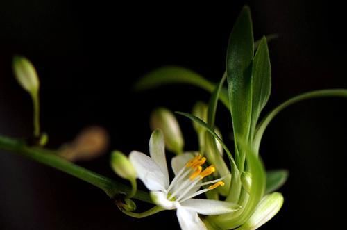  #俊秀#兰花是十大名花之一，花姿端庄俊秀，栽种兰花用什么土好？