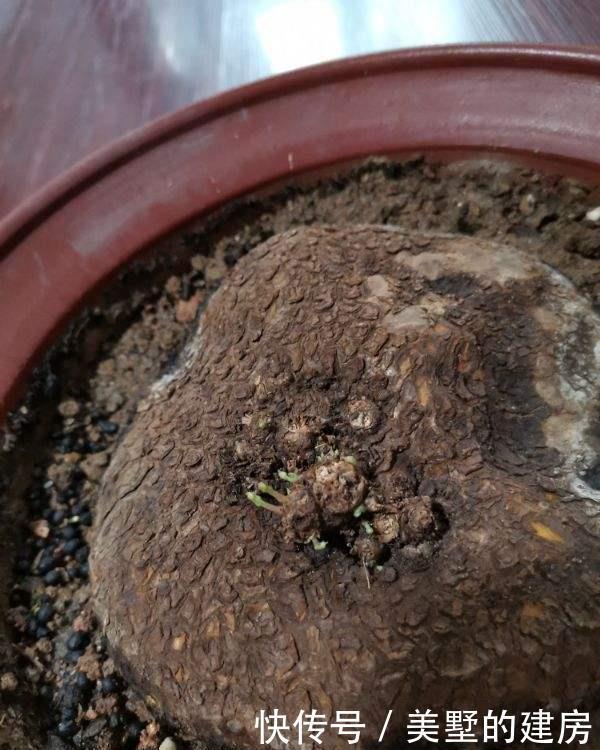 水培巴西木■2种花,长叶子之前像块烂木头,没想到半年叶子爬满墙
