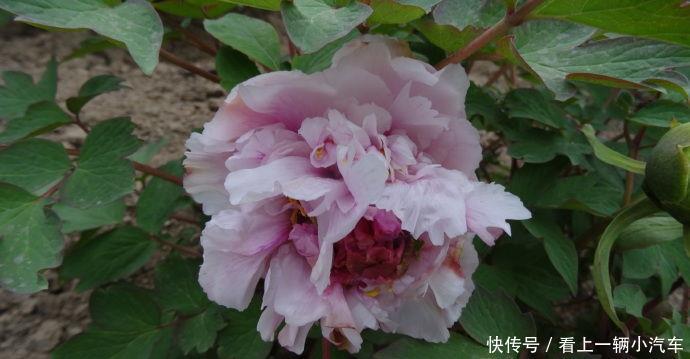 喜欢牡丹,首选“牡丹珍品”雨后风光,素雅清秀,清新之美!