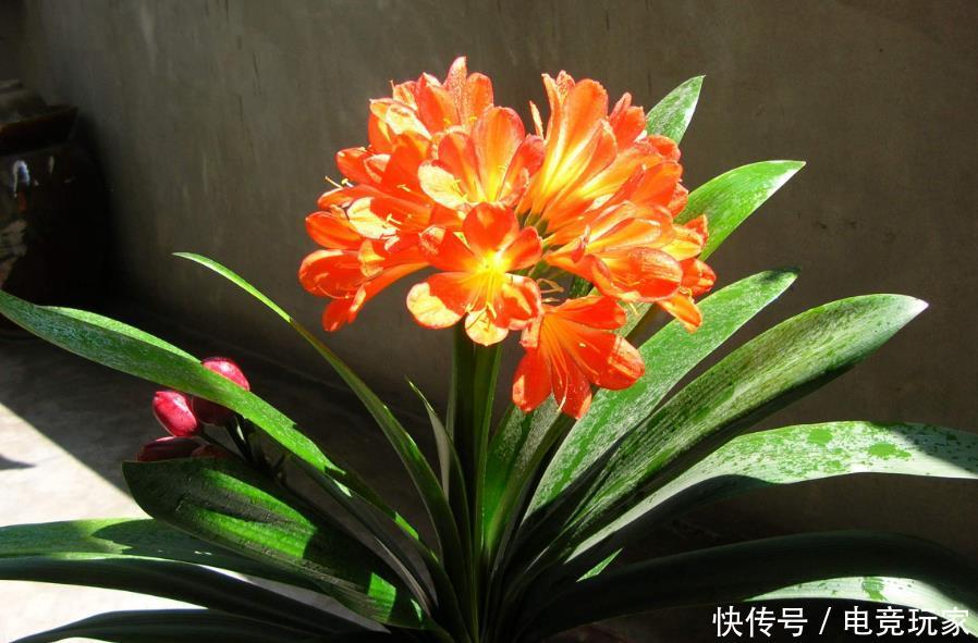 花钱买:三种花价值很高,别再花钱买了,只需要一片叶子,不出四月就生根