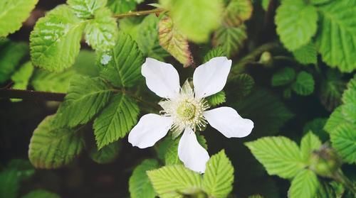  花朵■茶靡花盛开满树花,颜值高雅美极了,好养容易活