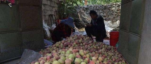  [眼神]冬桃旺季遭压价，1元一斤卖不掉，过去卖8块，农民的眼神