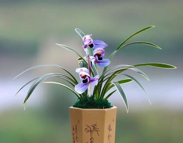  「展现出」此花，花型大气优雅，不同的花型，展现出的花各有不同。