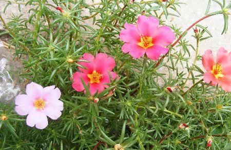  [花钱买]别再花钱买养花土，土里掺把它，养啥都旺盛，新手也会用！