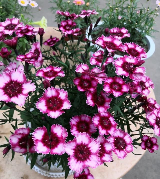  「观赏价值」这种盆栽花耐寒，在东北也能栽培，四季开花，观赏价值高，冬天也能栽培