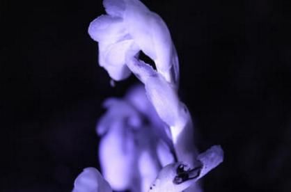 异类:它是植物界的“异类”,在夜晚发出“幽光”,不需要光合作用