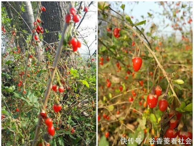  奇怪@奇怪的农村人：稀罕农产品懒得收，田里自生自灭