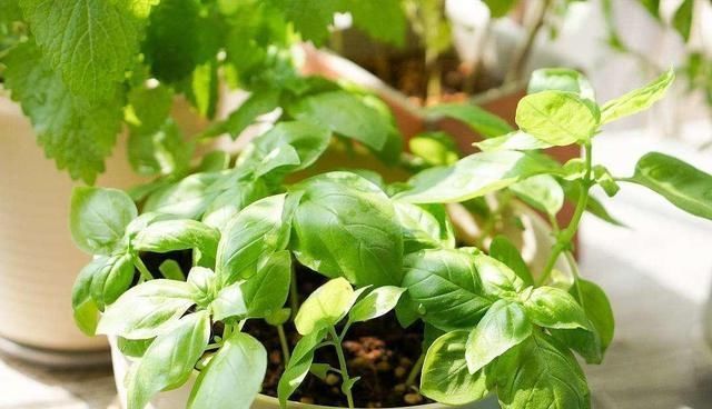  『完美』这种植物保存在厨房里。他们是完美的服务和挑选！