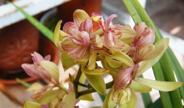  『便宜』这款兰花,花型俏丽,姿态优雅,便宜还好养,是家居盆栽的首选!