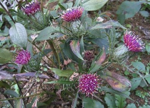  『价值』农地里的“1种野草”，花朵紫红色，人称“白术”，殊不知珍贵！