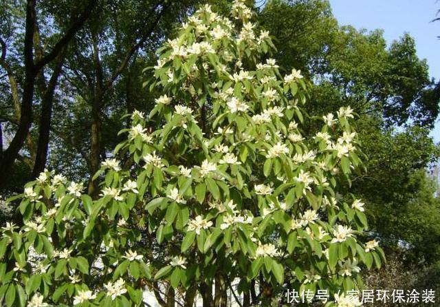  家里|这花只开一半花，香味却能飘老远，养在家里闻花香