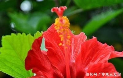 「牡丹」桑叶牡丹怎样栽种