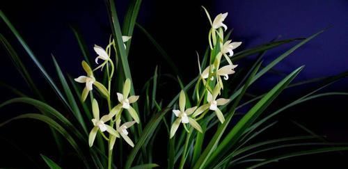  「兰花」兰花的开花的寿命是多久？在开花周期内需要注意什么？