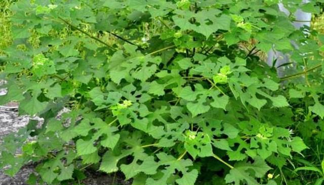  【砍伐】乡下一种野树随处可见，老农们看到就砍伐，却不知它浑