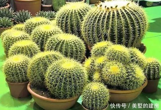 适合■适合懒人养的花卉,一个月不浇水照样长,还能打鸡血似的开满花