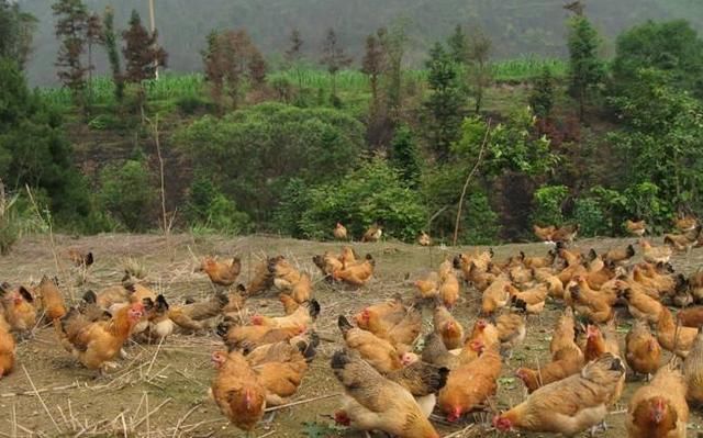  【养殖户】土鸡养殖户可以从这几个点实现低成本，获得更多的效