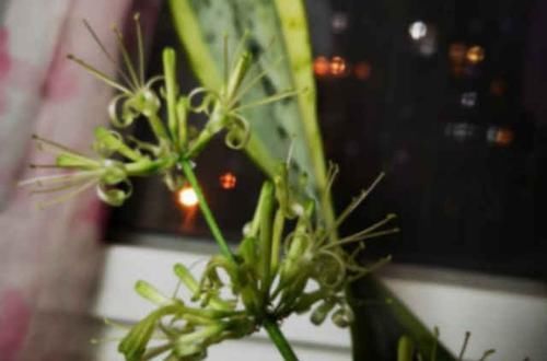  「观叶」观叶翘楚虎皮兰也能开花结果？按照这样养，7天就能轻松达到！