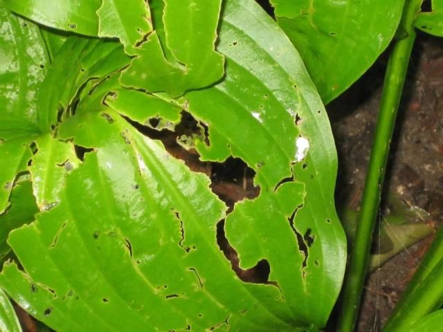  『植物的叶片』预防植物感染虫害要掌握几个技巧，否则容易感染这8种常见害虫