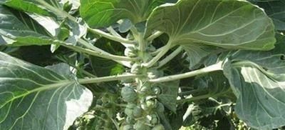  产值@个头小产值高，售价媲美猪肉的抱子甘蓝，为何无人想种