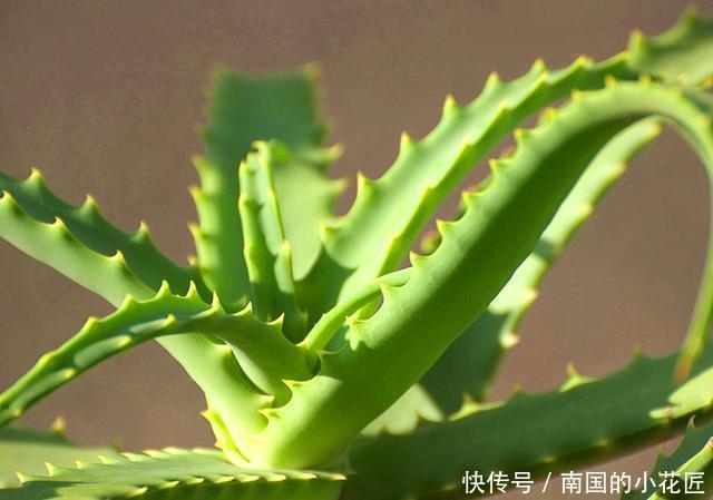  #盆土#“芦荟”日常养护，做好这三点，枝叶肥厚，噗噗长