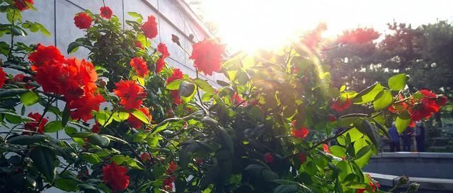  「爆花」藤本月季“爆花”进行时，笋芽萌发，如何施肥？