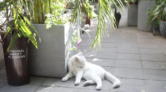 藏在北京小院里的悠闲小时光,生活原来可以这么惬意