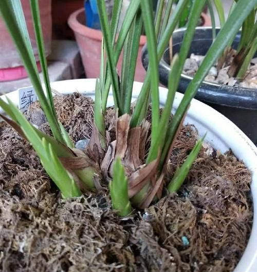  『低温春化』兰花为什么不开花？?清楚兰花叶芽和花芽的发育过程，开花爆盆