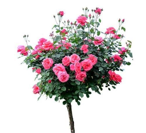  『月季』树状月季花开大气典雅，如何养护树状月季才能更好的开花？