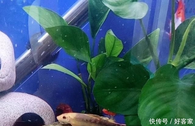 『小钢炮』清缸小钢炮:青苔鼠,吃藻又翻泥,想说爱你不容易