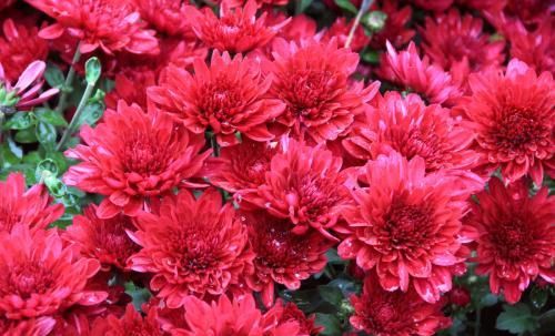 #艳丽#养花就养护一盆红红火火的红菊花,花色艳丽,富贵吉祥