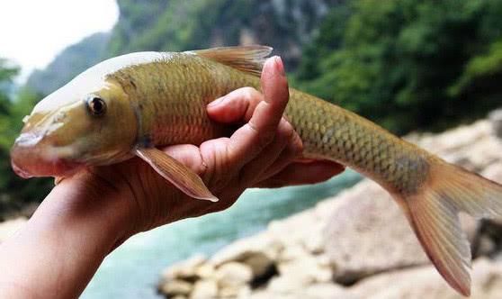 这鱼我只在川南山区里见过，一生靠舔吮江石上的岩浆和苔藓为食