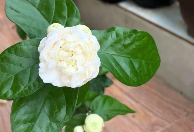  『盆土』茉莉花养护的四个关键点，修剪施肥有妙招，枝繁叶茂开花爆盆