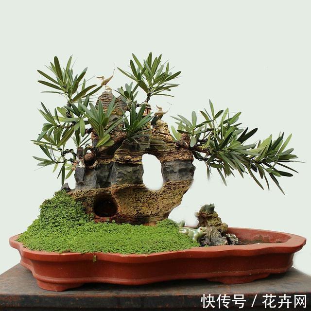 什么盆景最火？莫过于山水盆景，这3种形式最具观赏性！