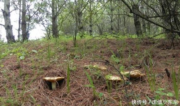 在南方农村生长着一种野蘑菇，极其稀少罕见，一斤可卖上千元！